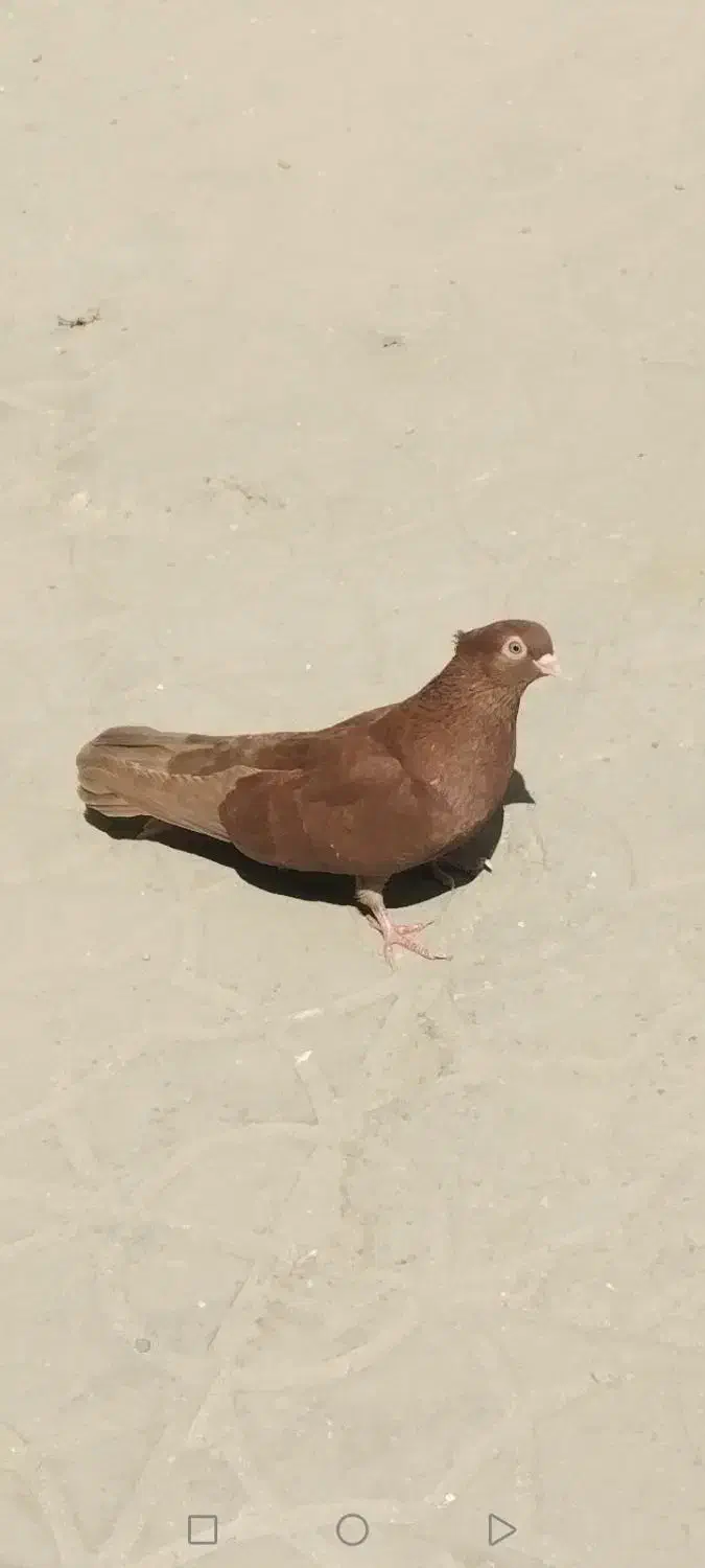 فروش پرنده|پرنده|آبادان, |دیوار