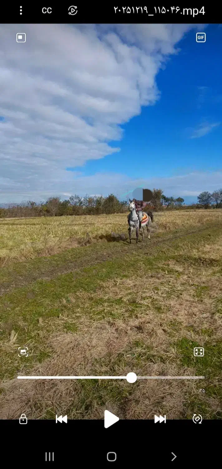 نریان|اسب و تجهیزات اسب‌سواری|رضوانشهر, |دیوار
