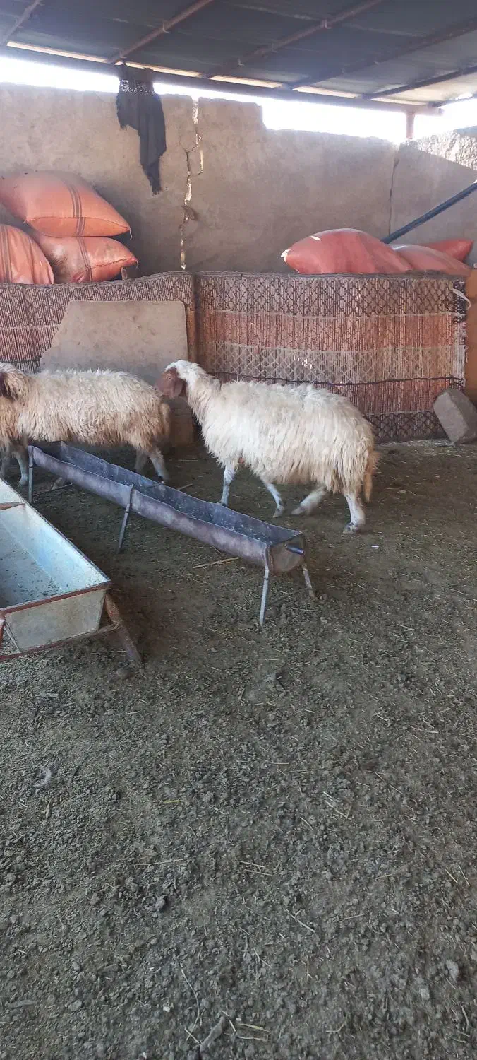 سه عدت میش داشتی دوتا شک یک میش سه شکم|حیوانات مزرعه|آبدانان, |دیوار