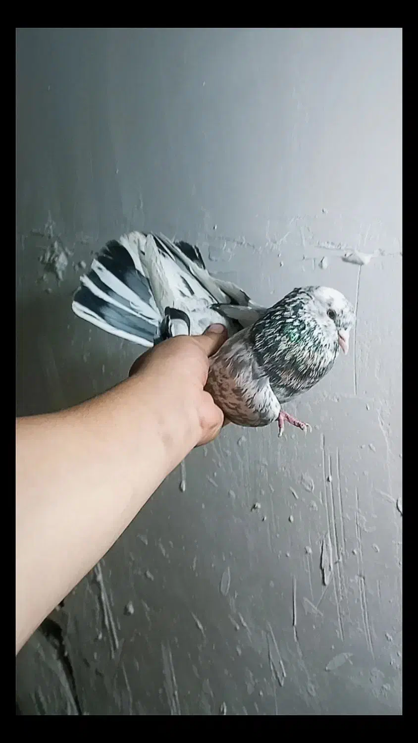 نر سرور غریب گیر|پرنده|شهریار, شهرک شاهد|دیوار