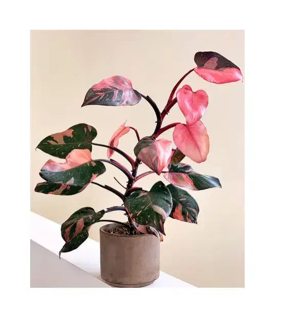 استخدام باغبان|خدمات باغبانی و درختکاری|پاکدشت, پاکدشت (مامازند)|دیوار