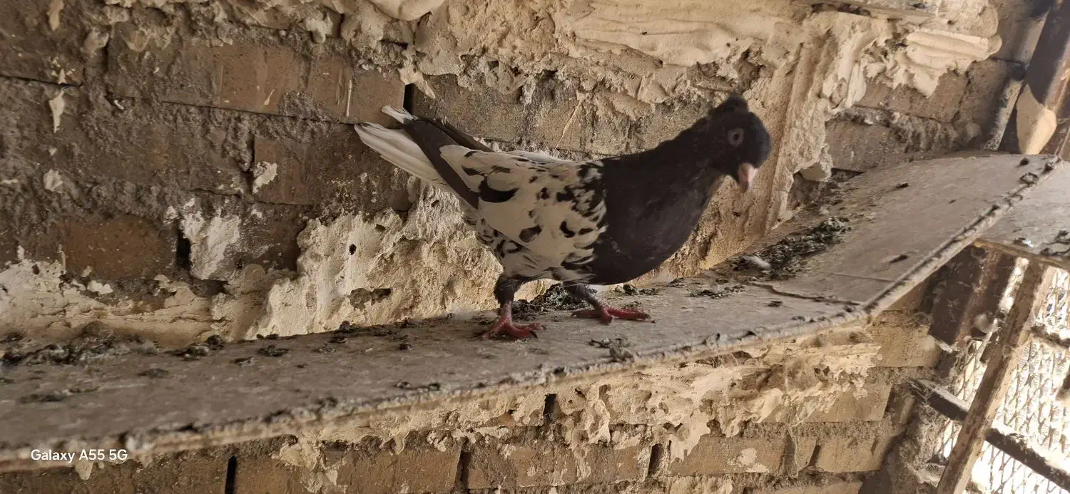 کله سیاه نر|پرنده|اهواز, کوی طلاب|دیوار