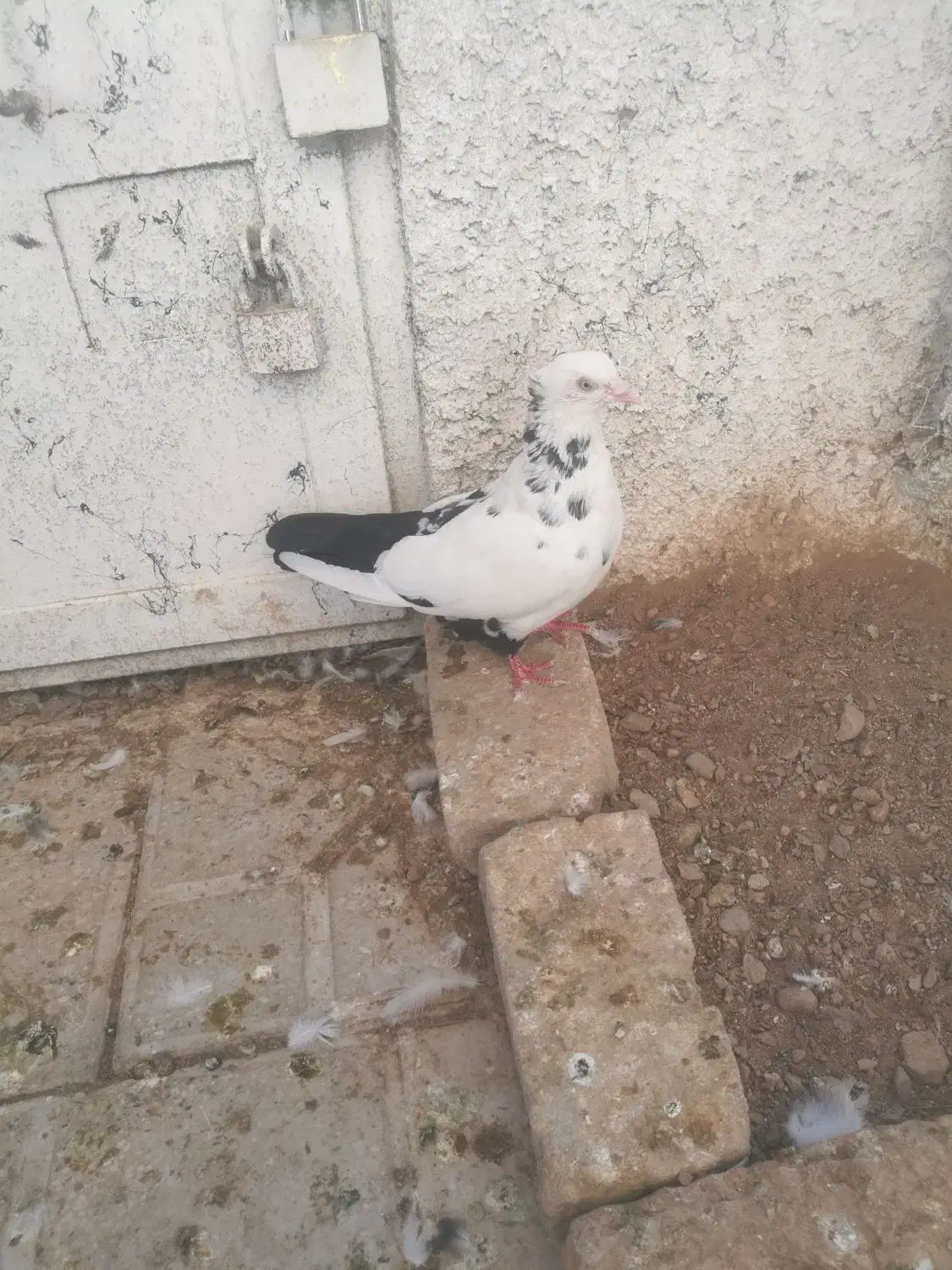 کبوتر ماده دم سیاه|پرنده|شیراز, تل حسین‌آباد|دیوار