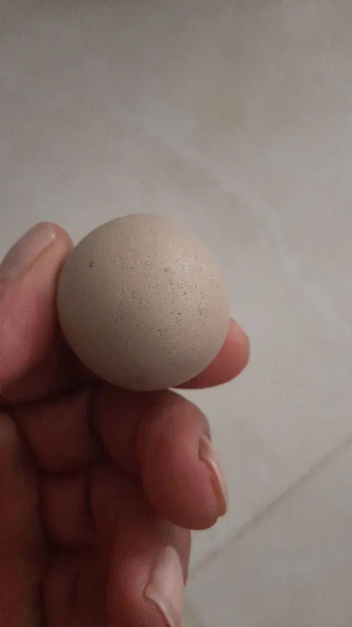 سنگ قیمتی|کلکسیون اشیاء عتیقه|بوئین زهرا, |دیوار