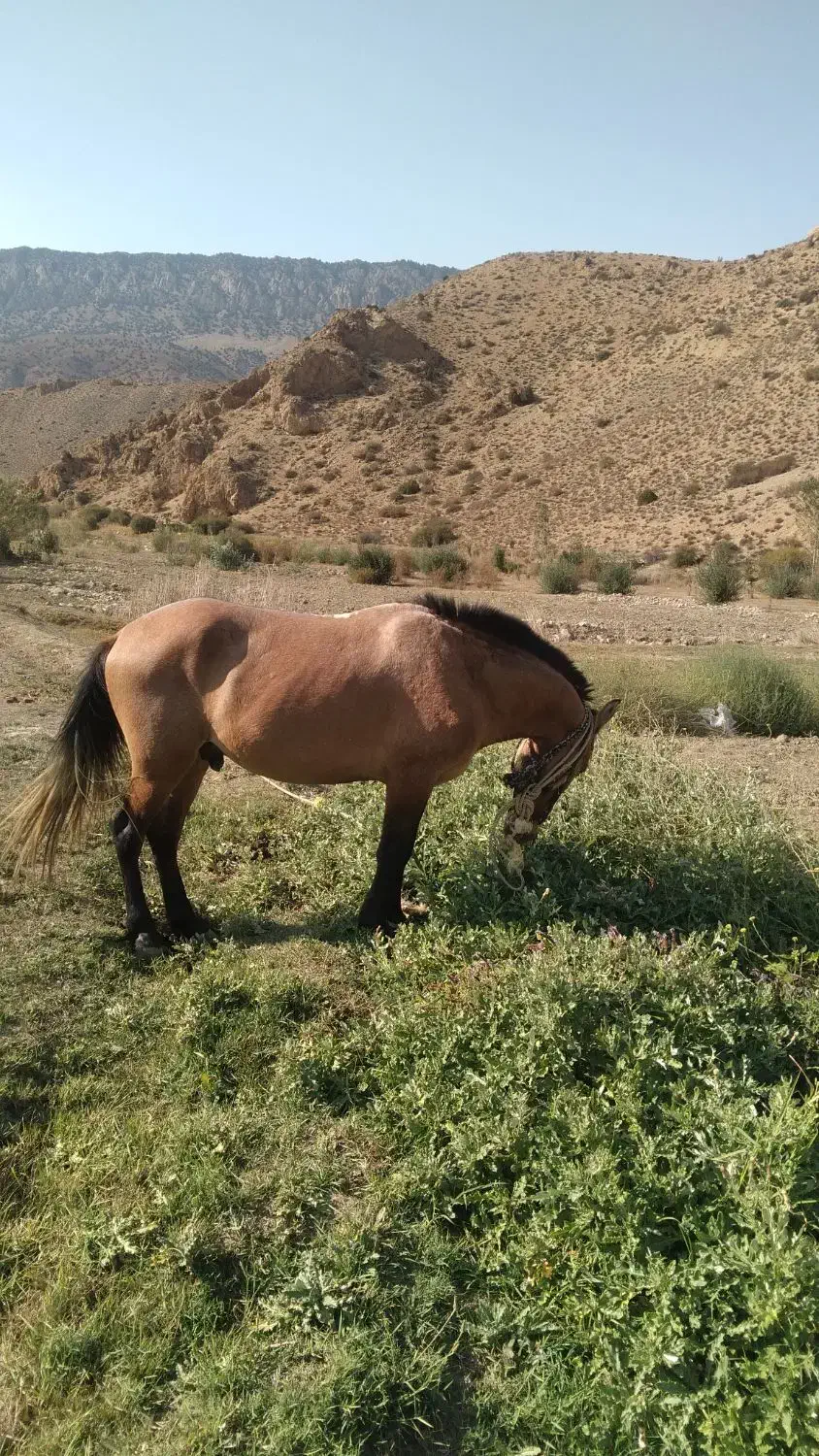 فروش فوری اسب|اسب و تجهیزات اسبسواری|گرگان, |دیوار