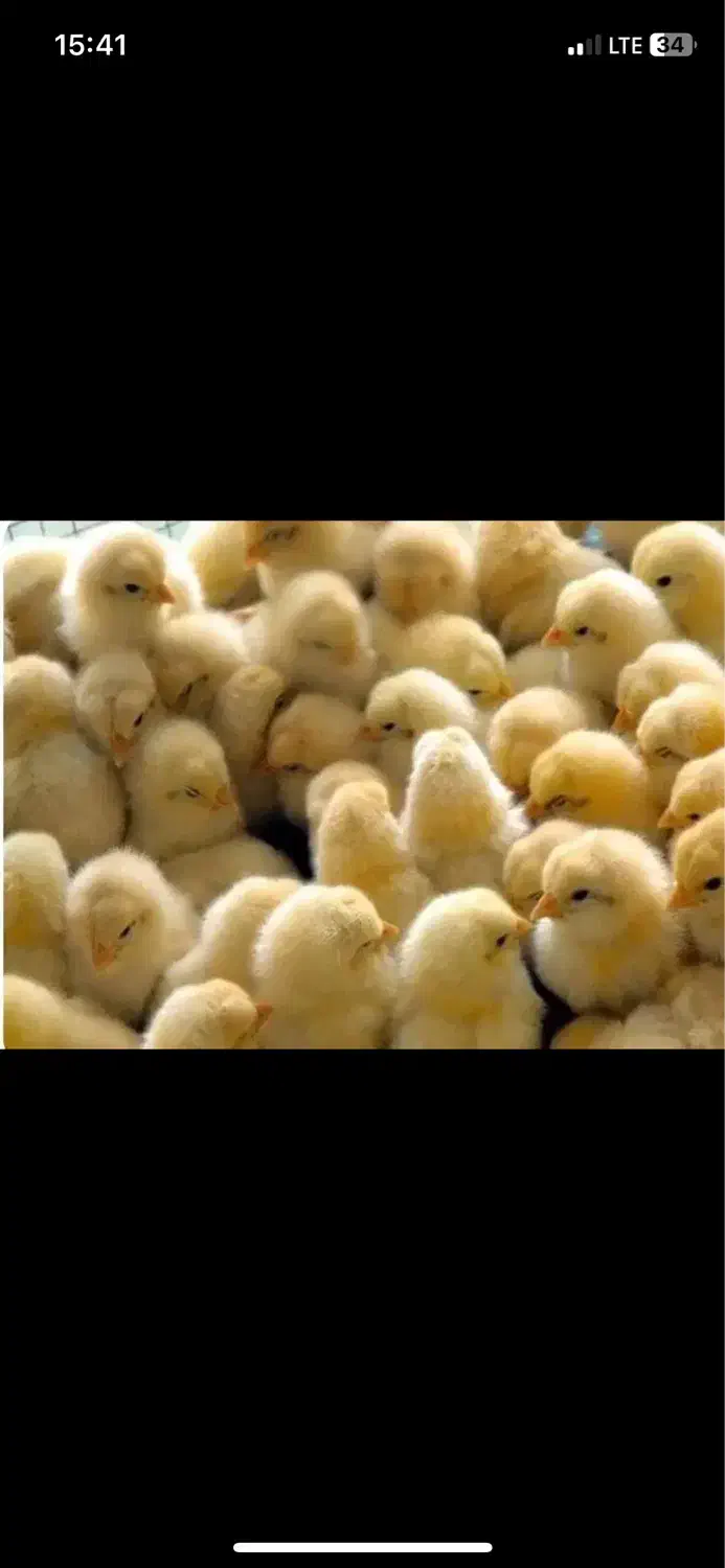 جوجه گوشتی نژاد راس|حیوانات مزرعه|زهک, |دیوار