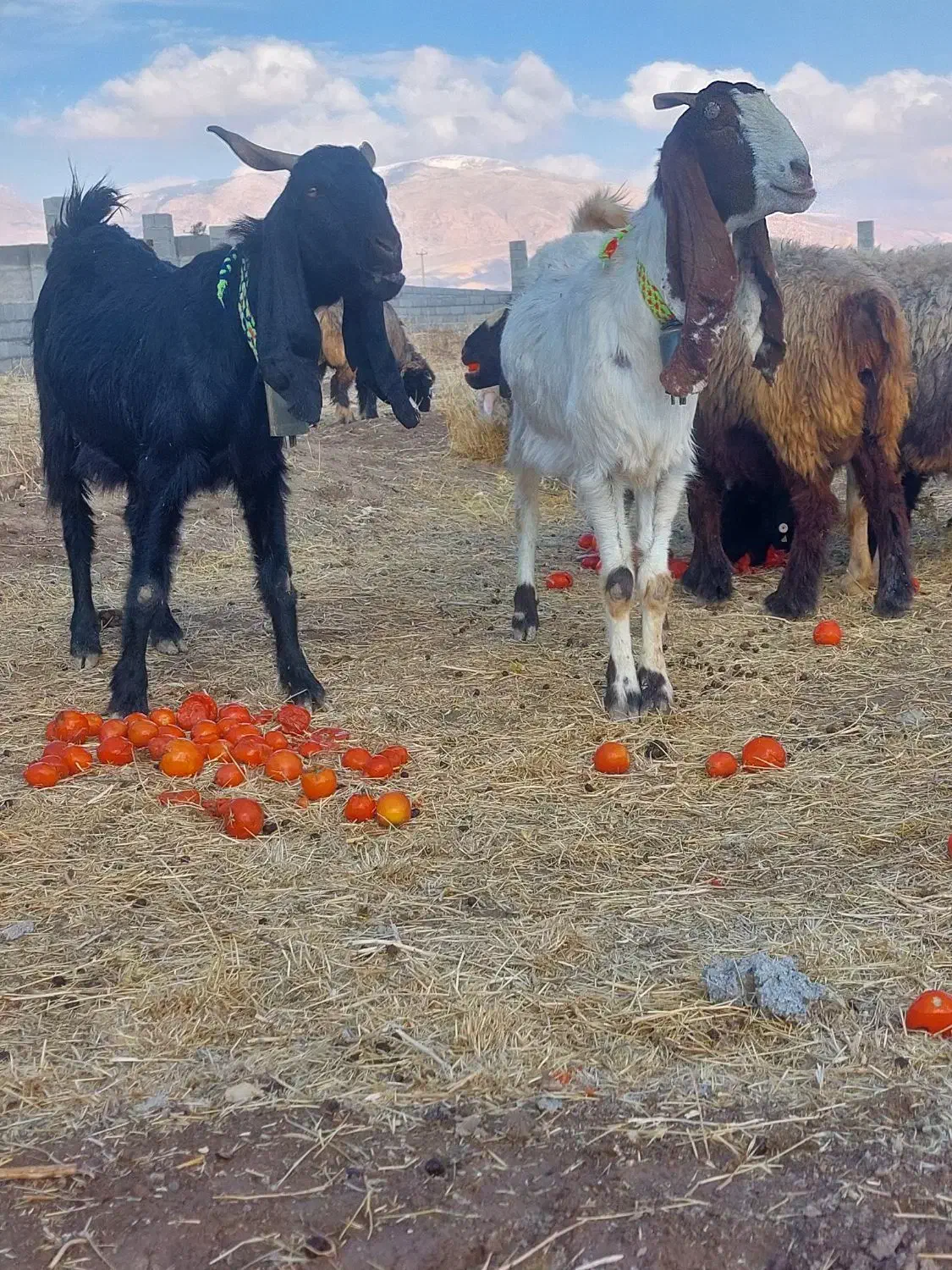 بز داشت اصل|حیوانات مزرعه|مرودشت, فیروزی|دیوار