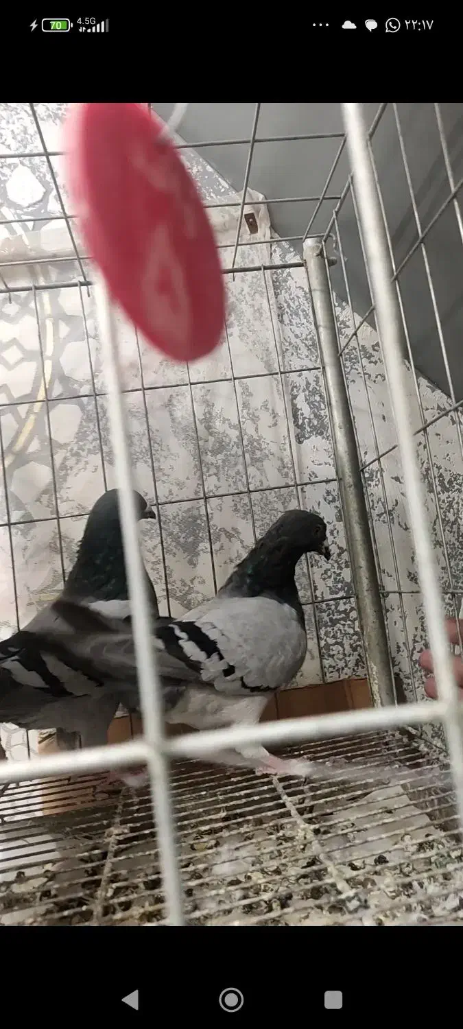 کبوتران مولداصیل بعلت جابجایی مکان بفروش میرسد .|پرنده|مشهد, نیروی هوایی|دیوار