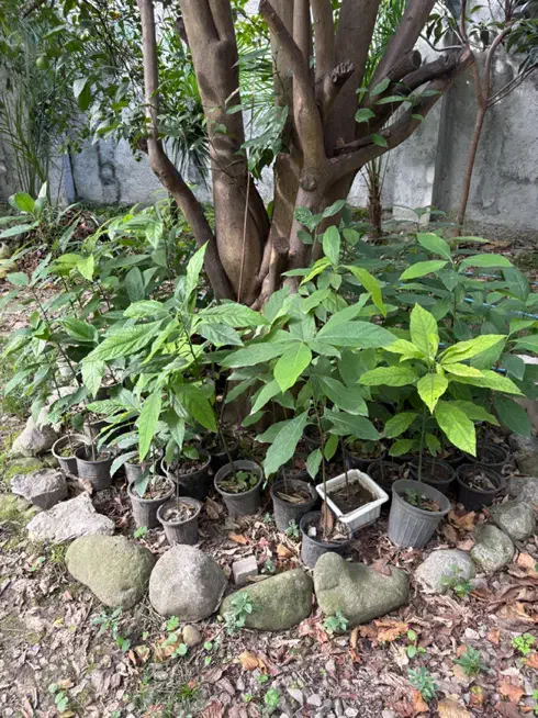 فروش نهال آووکادو|گل و گیاه طبیعی|نوشهر, |دیوار