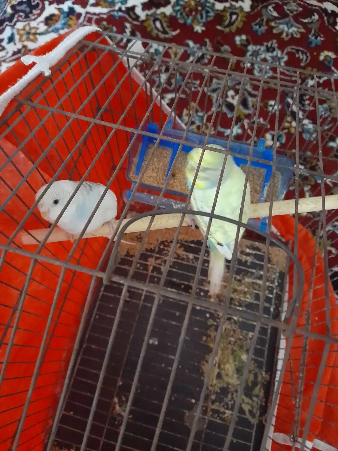 دو عدد مرغ عشق|پرنده|نگین شهر, |دیوار