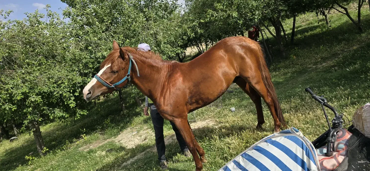 اسب|اسب و تجهیزات اسبسواری|شیروان (خراسان), |دیوار