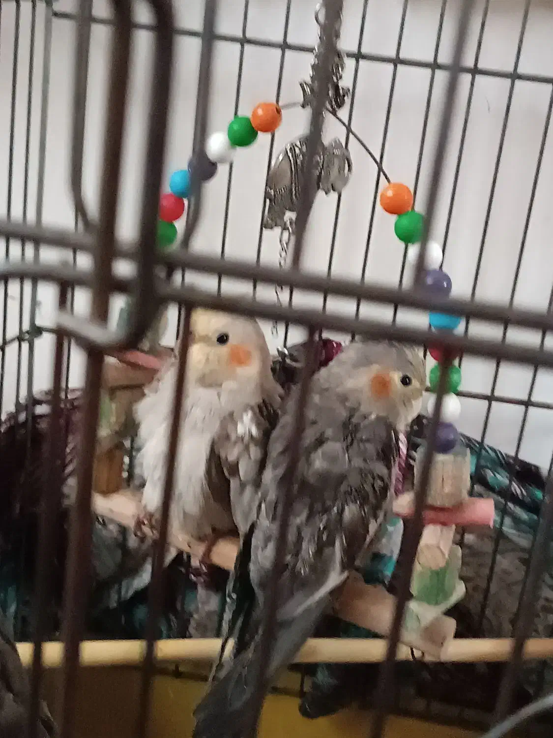 عروس هلندی|پرنده|طاهرگوراب, |دیوار