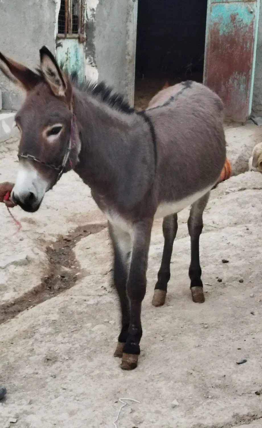 الاغ جوان|حیوانات مزرعه|گل تپه, |دیوار