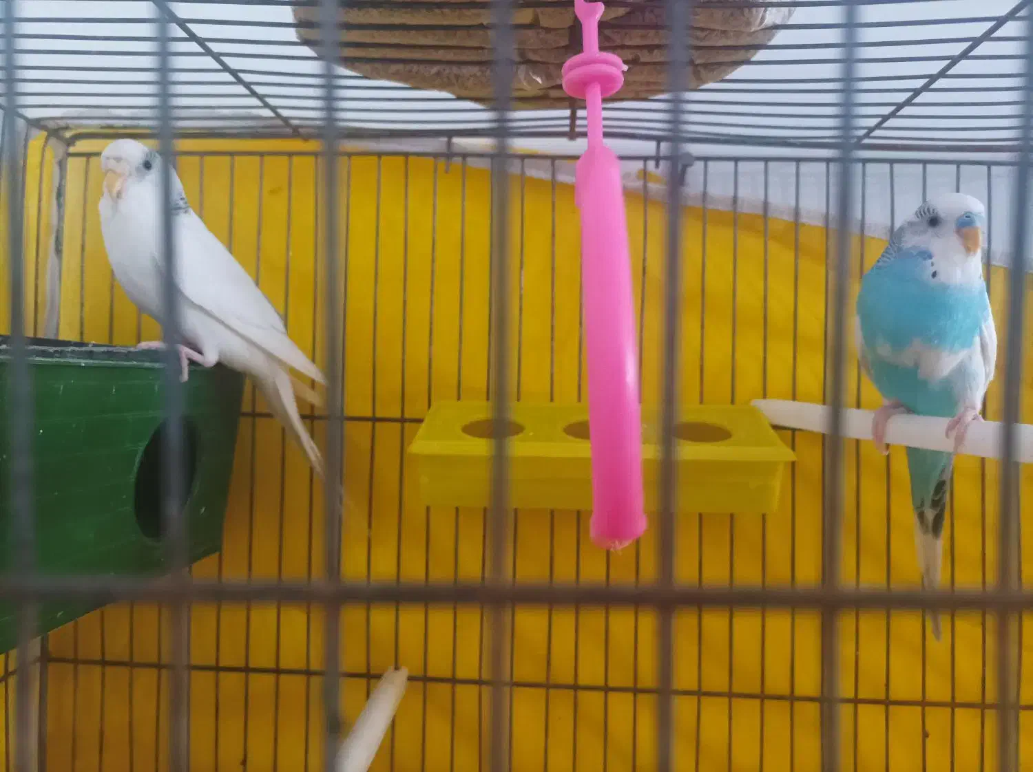 مرغ عشق|پرنده|خرمدره, |دیوار