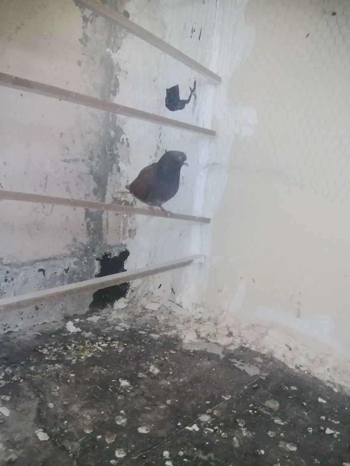 سرخ نر|پرنده|پرند, فاز ۶|دیوار