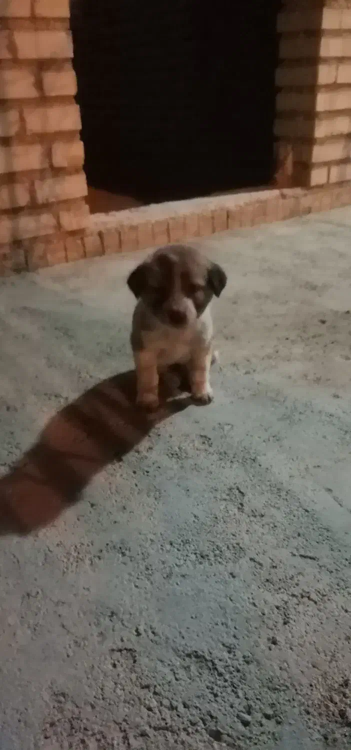 توله ماده سراب معاوضه|سگ|تکاب, |دیوار