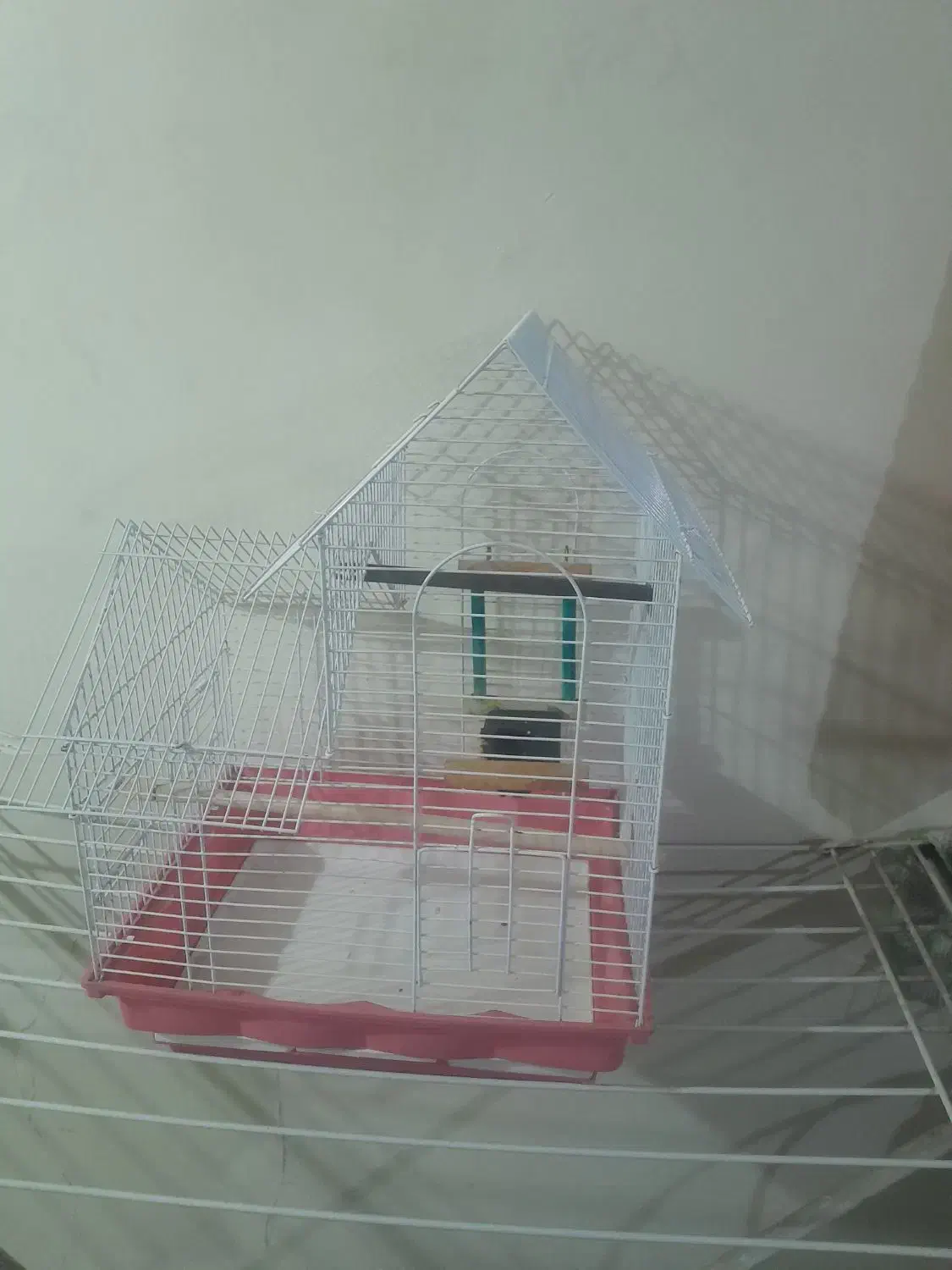 قفس عروس هلندی|لوازم جانبی حیوانات|تهران, مولوی|دیوار