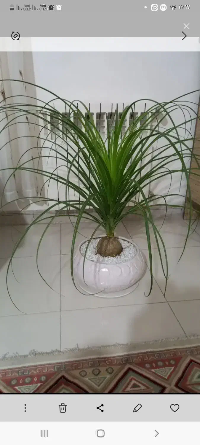 گل ودکوری|صنایع دستی و سایر لوازم تزئینی|کرج, شاهین‌ویلا|دیوار