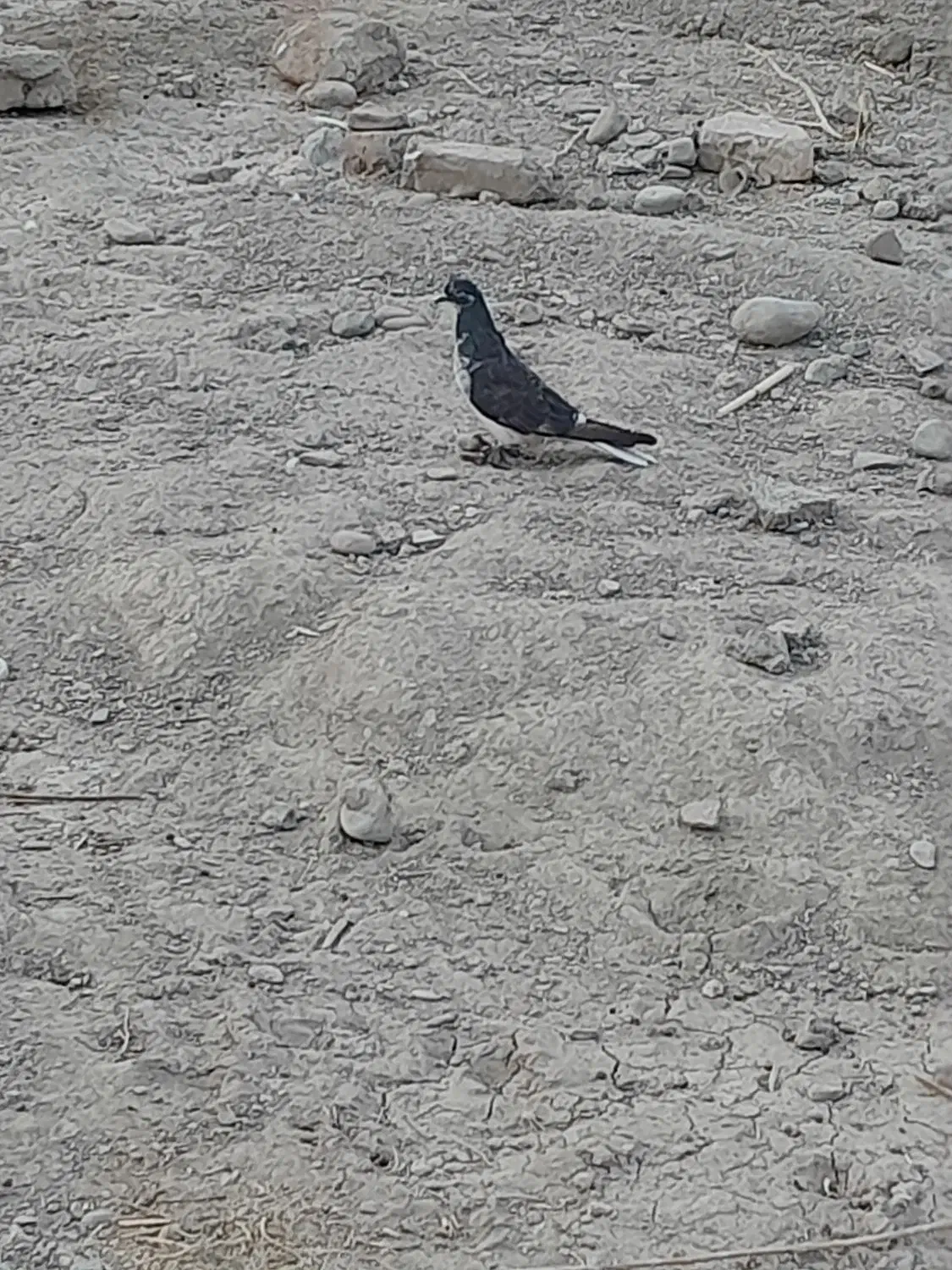 کبوتر|پرنده|ایرانشهر, |دیوار