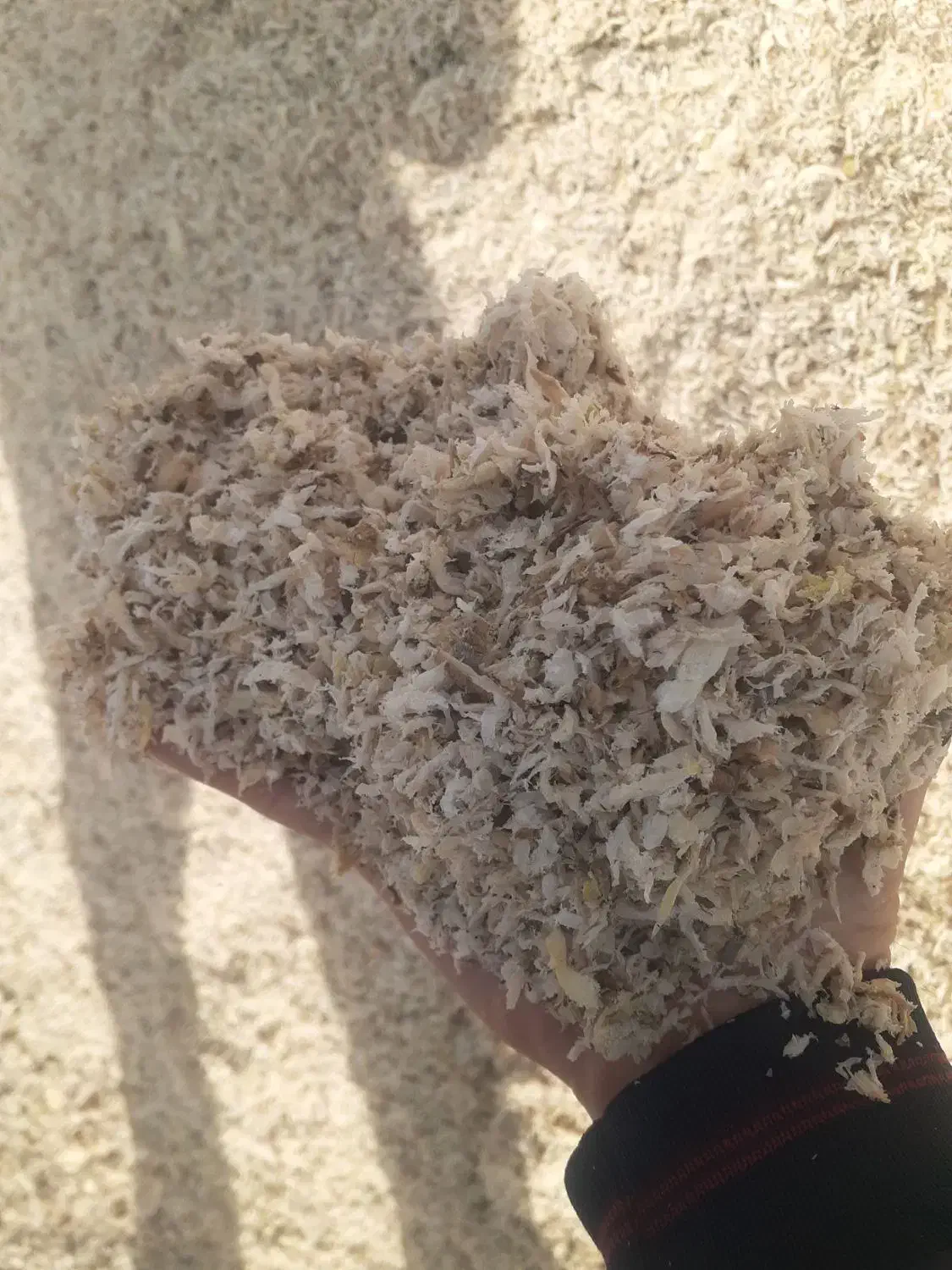 تفاله چغندر|عمده‌فروشی|میاندوآب, |دیوار