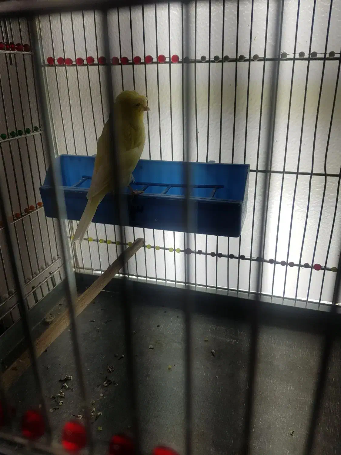 قناری ماده کاکولی|پرنده|شاهینشهر, شهرک ردانی پور|دیوار