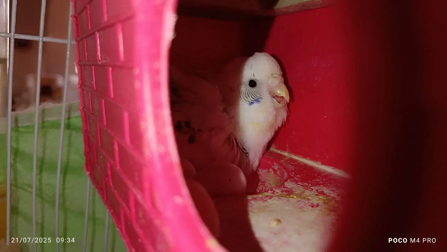 ی جفت مرغ عشق مولد|پرنده|بم, |دیوار