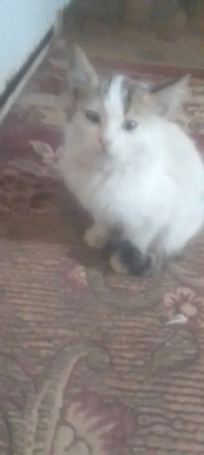 گم شده بچه گربه بازیگوش سالم دستی|حیوانات|یزد, |دیوار