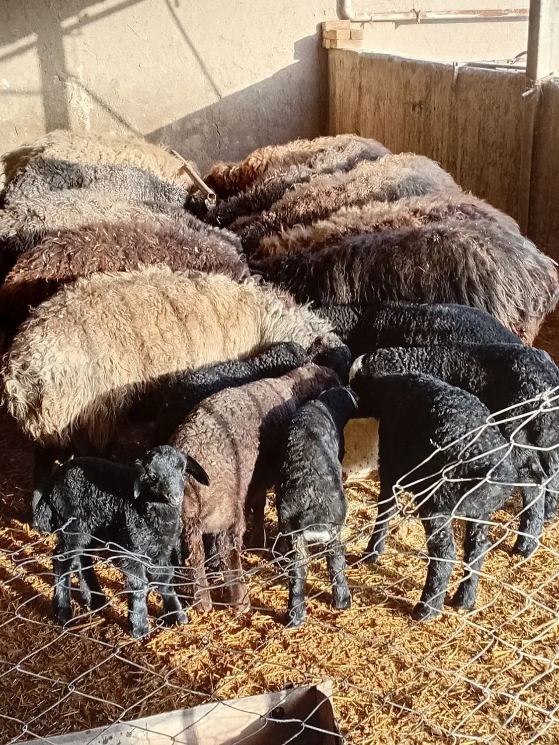 ۵۲،۵۰۰،۰۰۰جفتی|حیوانات مزرعه|جوادآباد, |دیوار