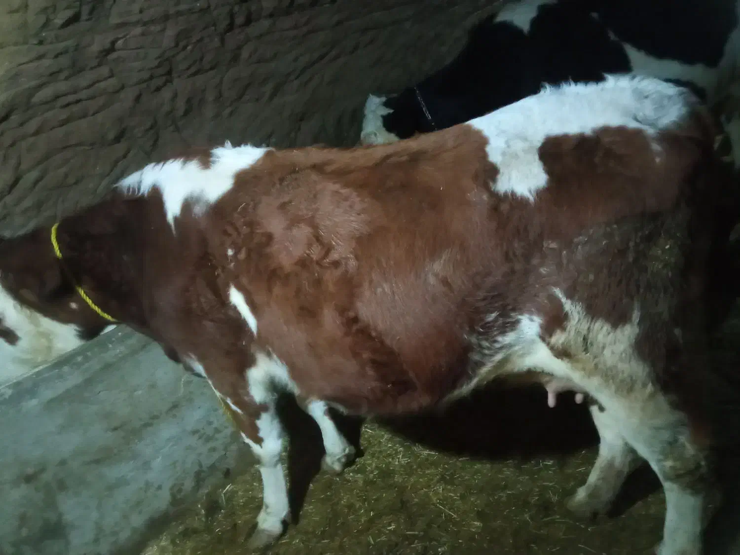 گاو شیری|حیوانات مزرعه|سراجو, |دیوار