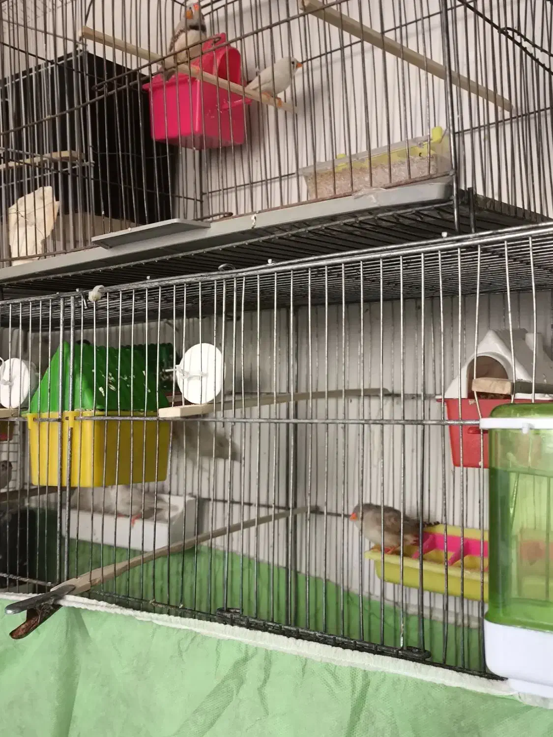 فروش فنچ کینگ به شرط تخمگذاری با قیمت مناسب|پرنده|الوند, |دیوار