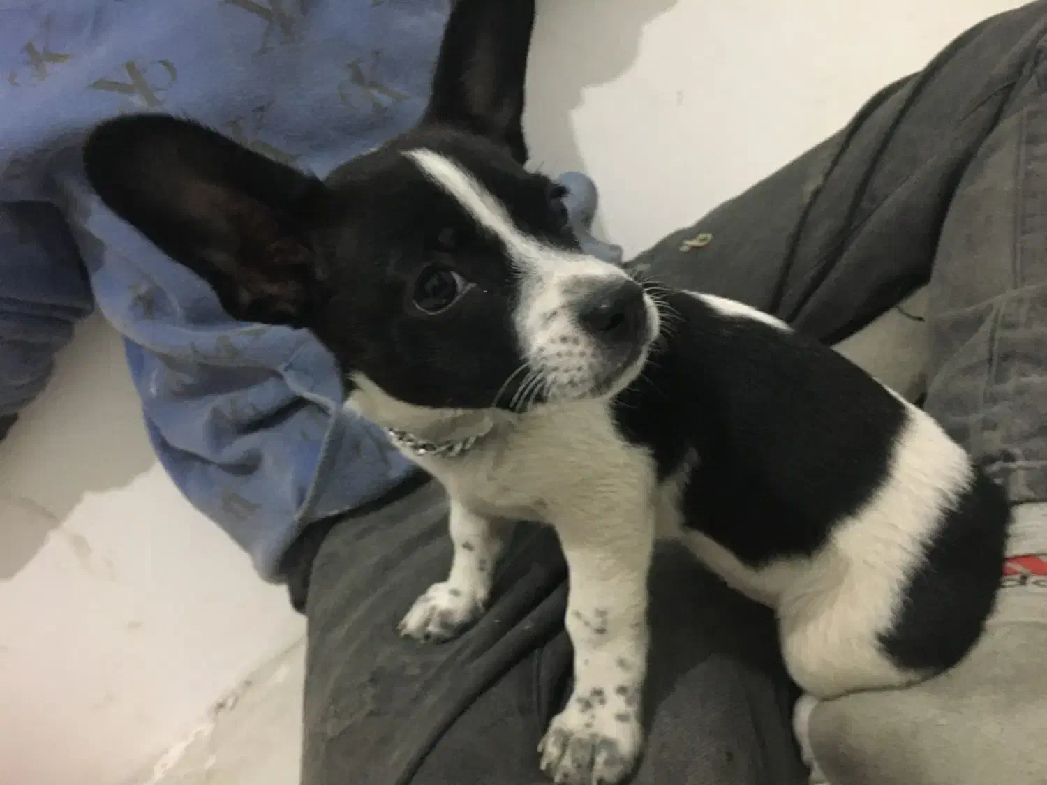 سگ شی وا|سگ|مشهد, نرگس (شهرک غرب)|دیوار