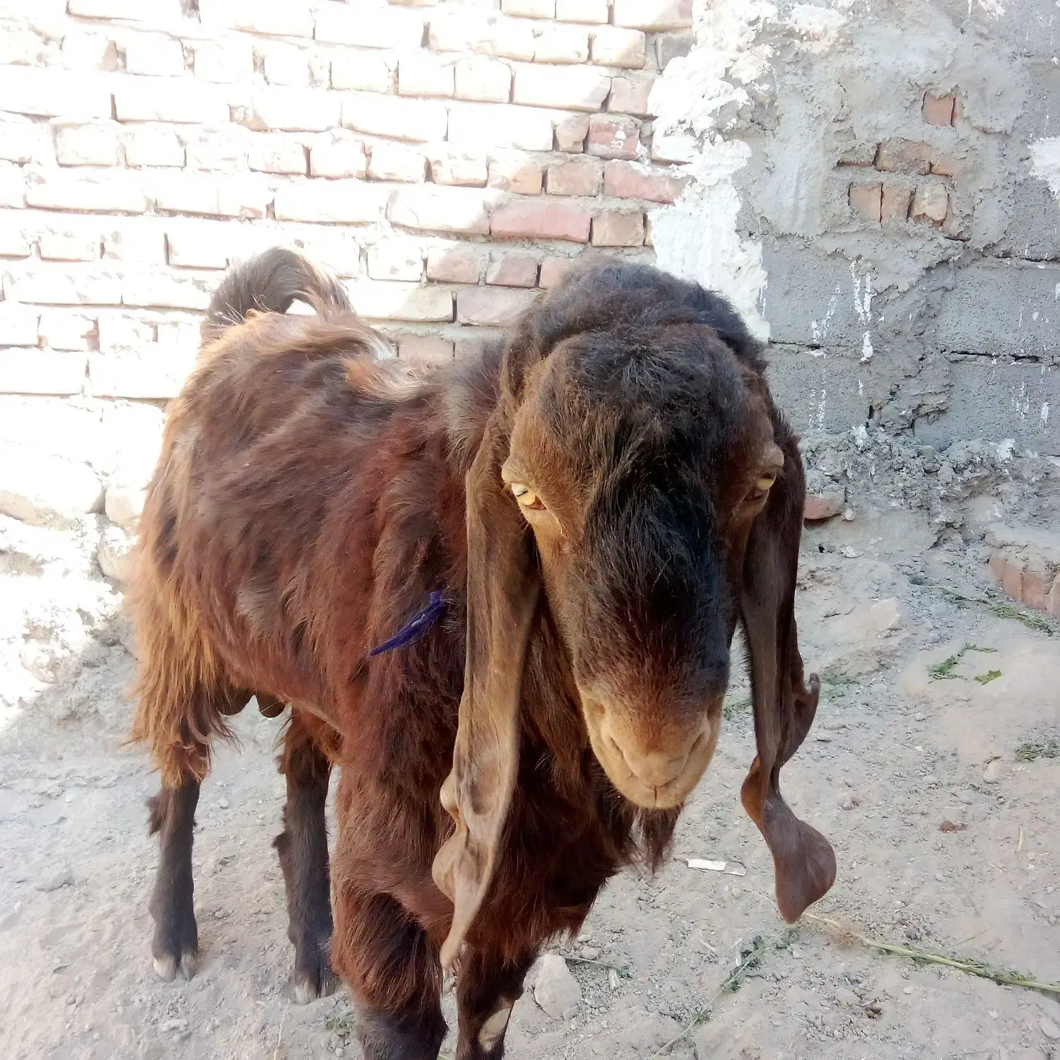 گوسفند فروشی مری نر|حیوانات مزرعه|خاش, |دیوار