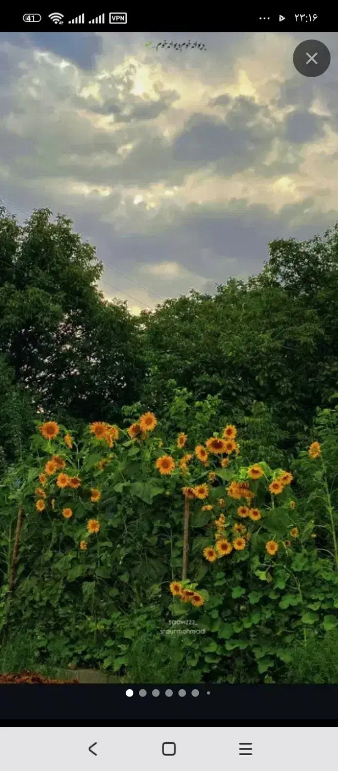 خریدار باغ|فعالیت داوطلبانه تحقیقاتی|سنندج, |دیوار