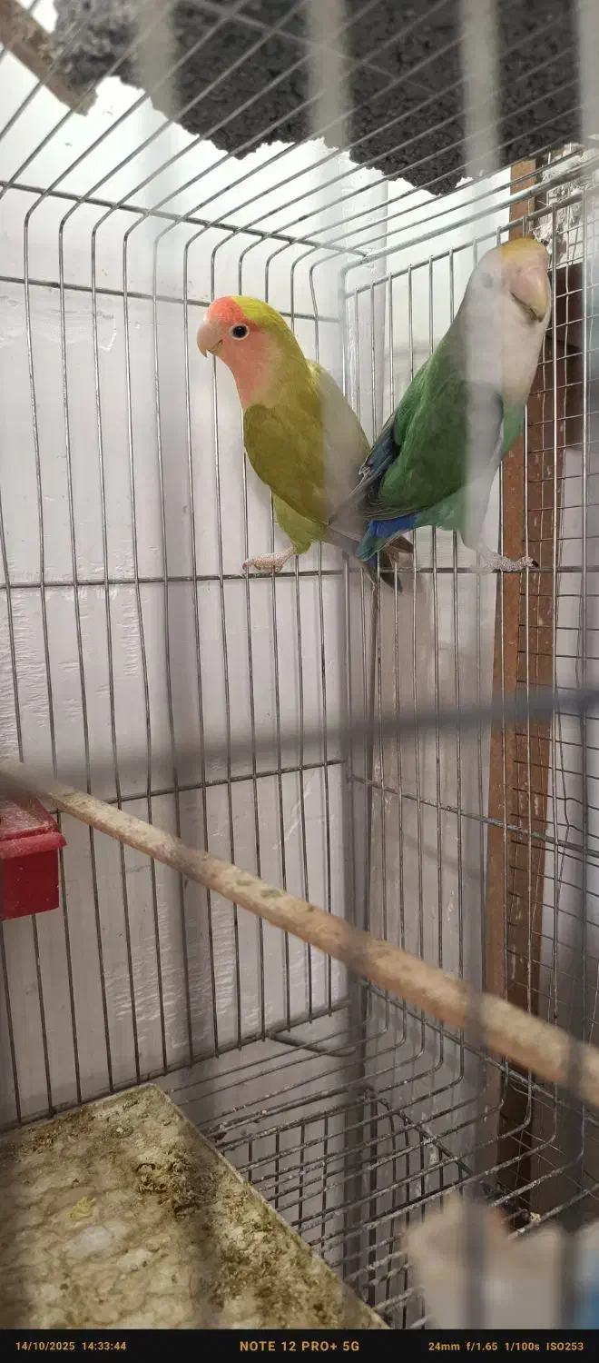 کوتوله برزیلی|پرنده|مرودشت, ژیان|دیوار