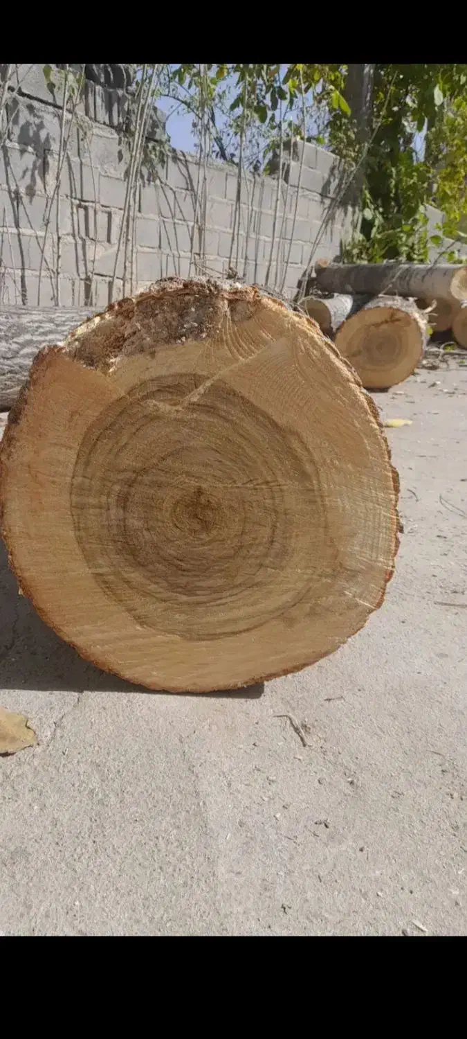 قطع انواع درخت بامجوز وخرید چوب|خدمات باغبانی و درختکاری|نیشابور, امام خمینی|دیوار