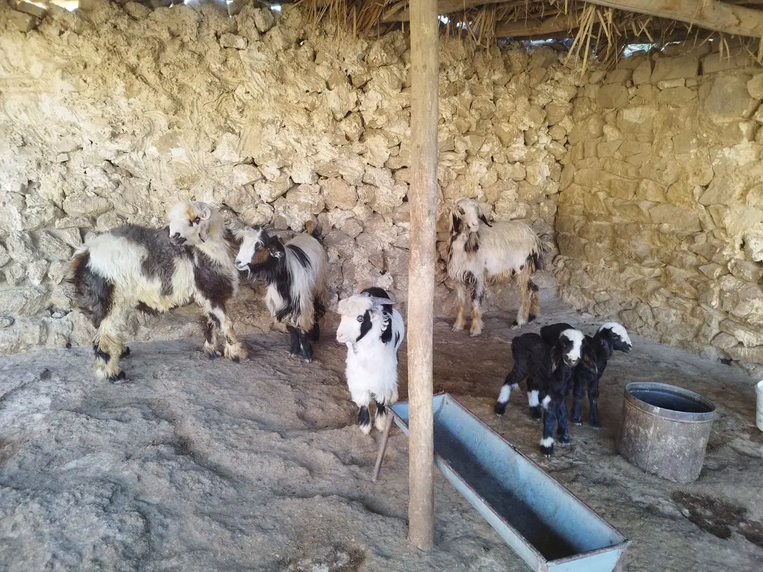 یک راس بره و یک راس بیگ پروار  و یک راس تیشتر|حیوانات مزرعه|مسجد سلیمان, |دیوار