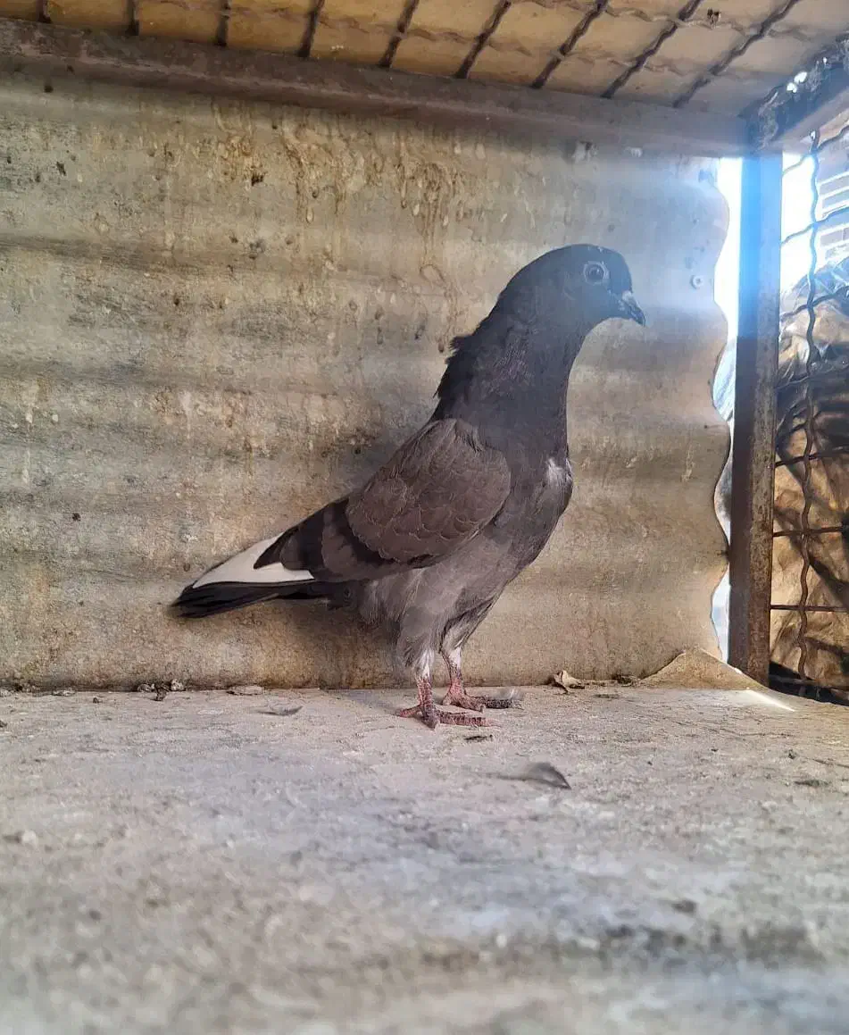 کفتر ۴تا غریب گیری|پرنده|ری, ولی آباد|دیوار