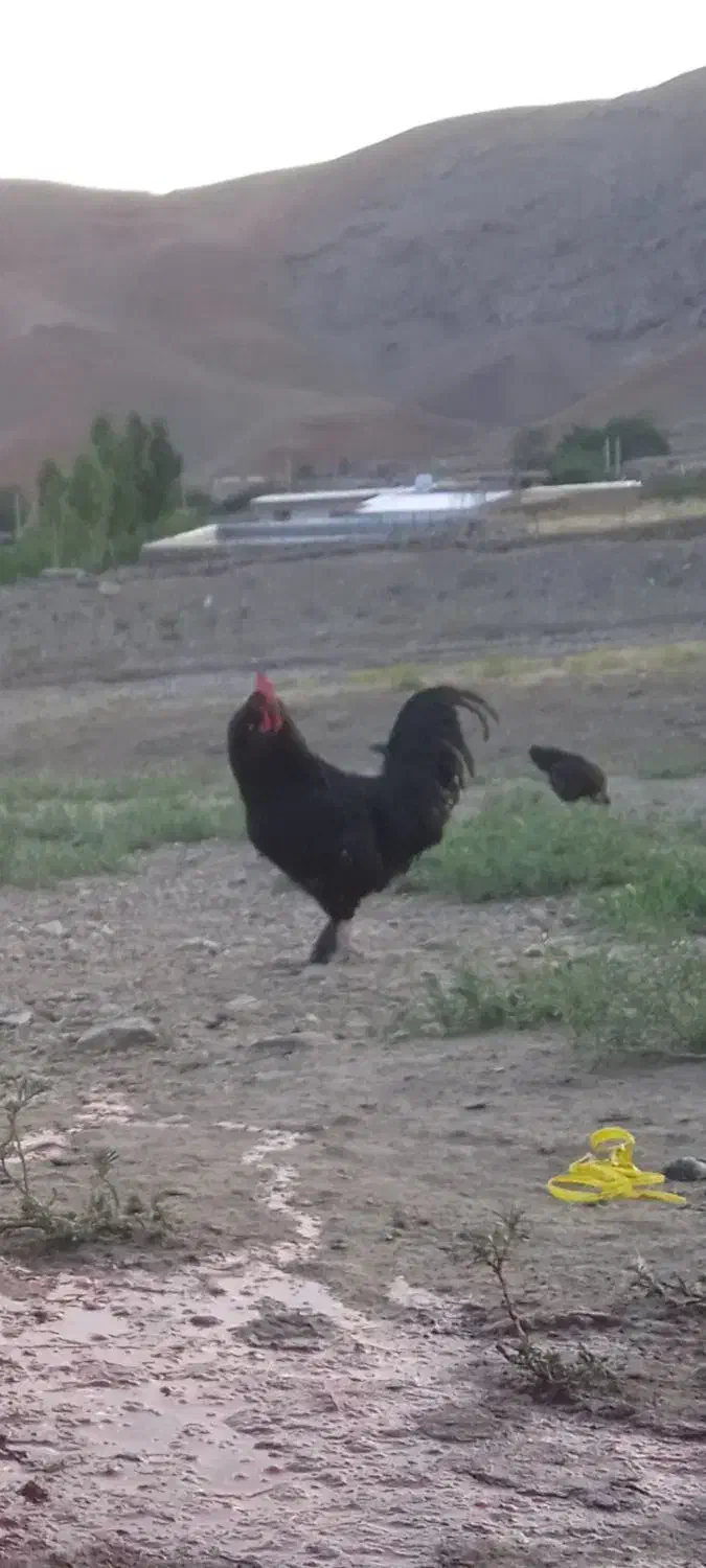 سلام خروس یلدا|حیوانات مزرعه|بازرگان, |دیوار