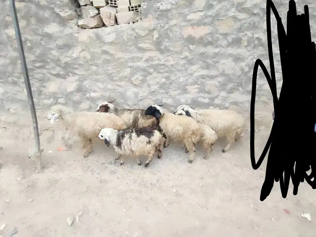 فروش چهار تا میش خوب داشتی، با دوتا بره ماده|حیوانات مزرعه|لردگان, |دیوار