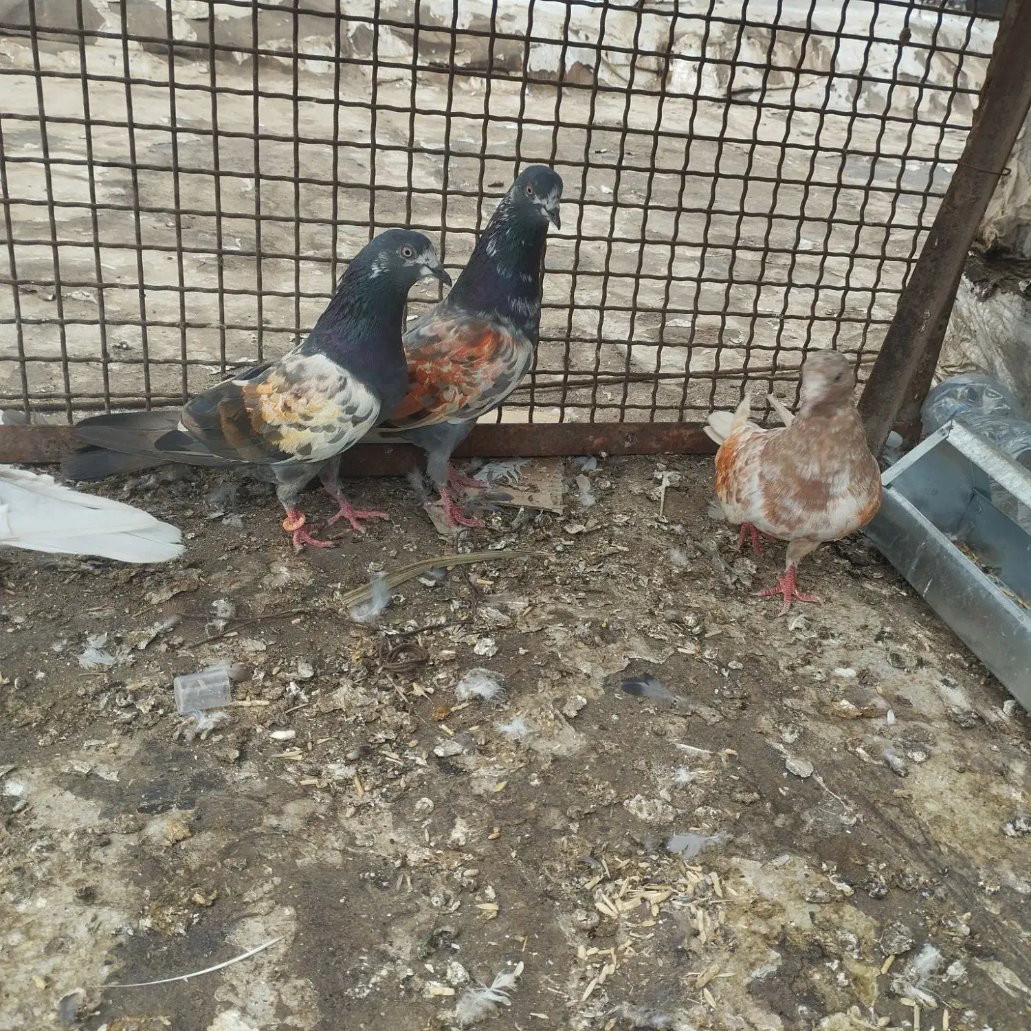 کبوترپاکستانی|پرنده|بندر گناوه, |دیوار