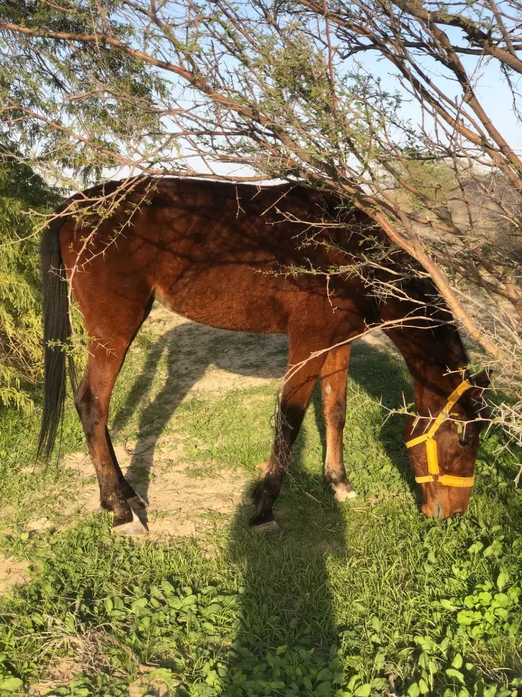 اسب عرب کرد|اسب و تجهیزات اسب‌سواری|بندرعباس, |دیوار