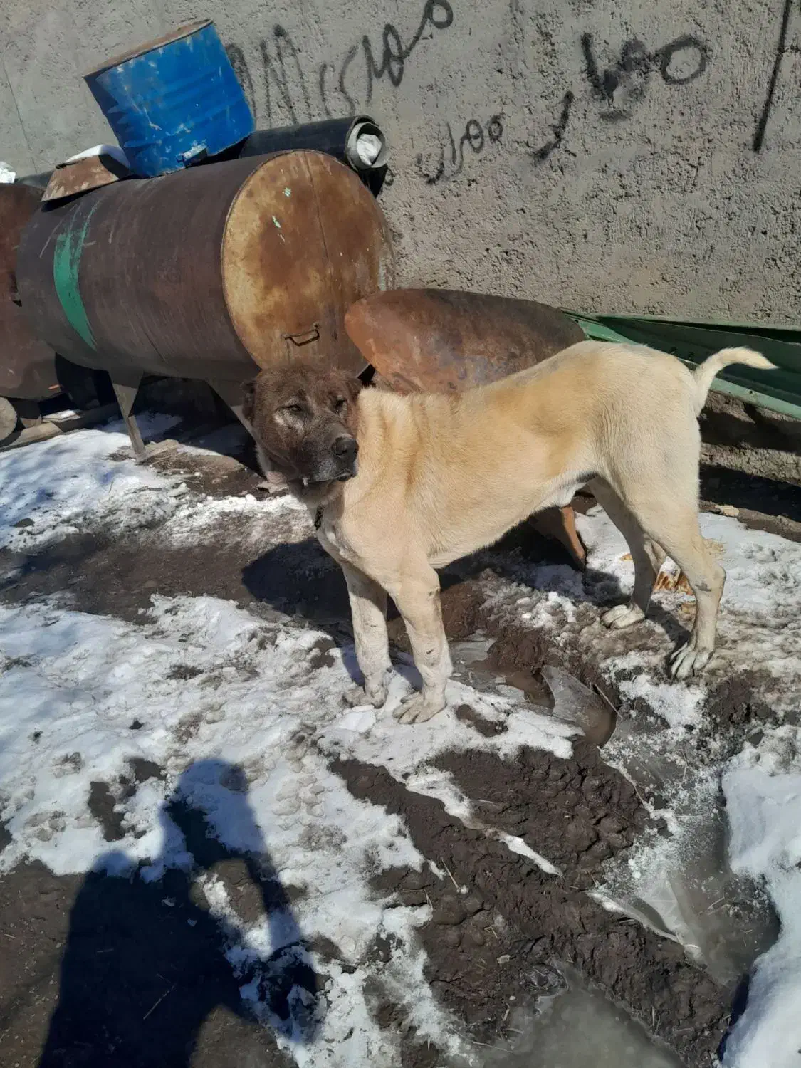 سگ سرابی|سگ|هیر, |دیوار