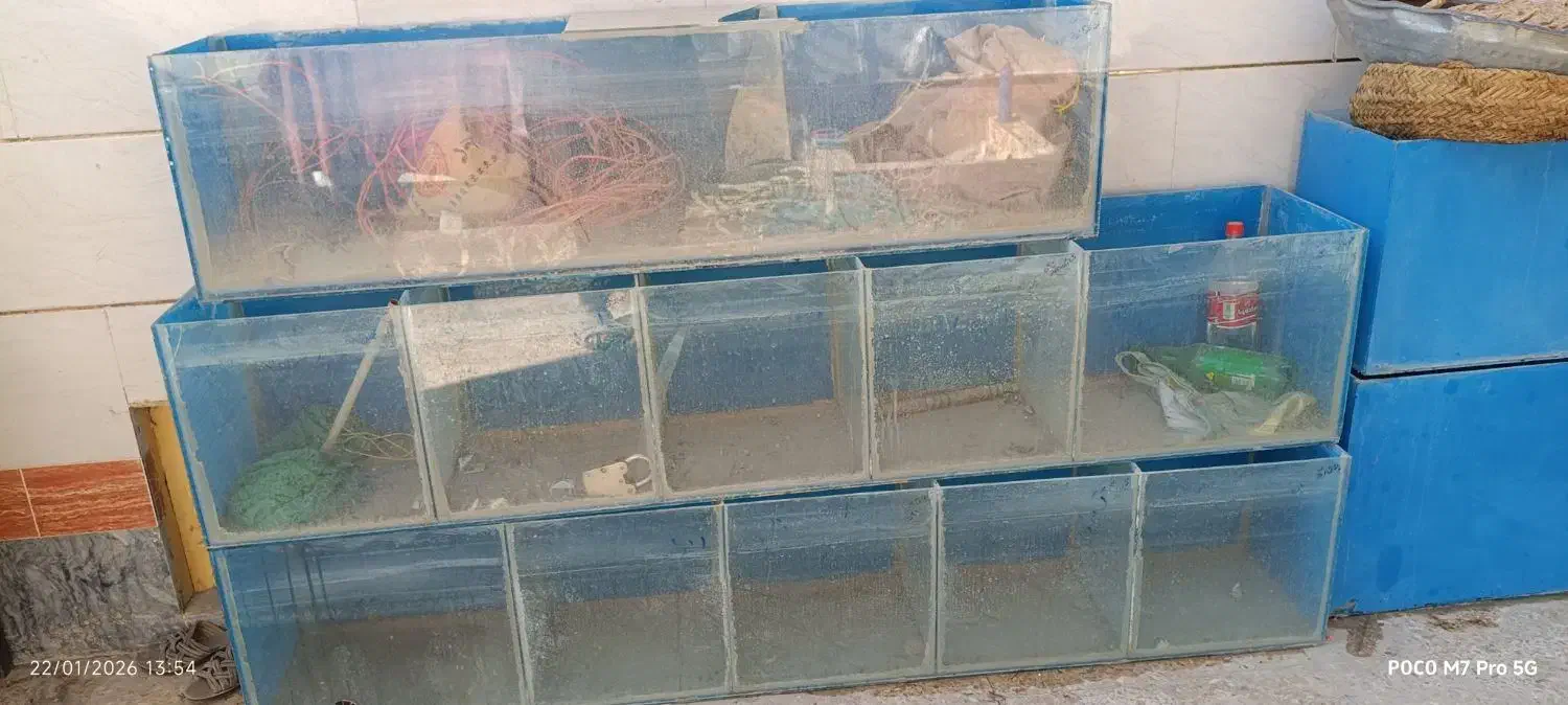 اکواریوم|ماهی|سراوان, |دیوار