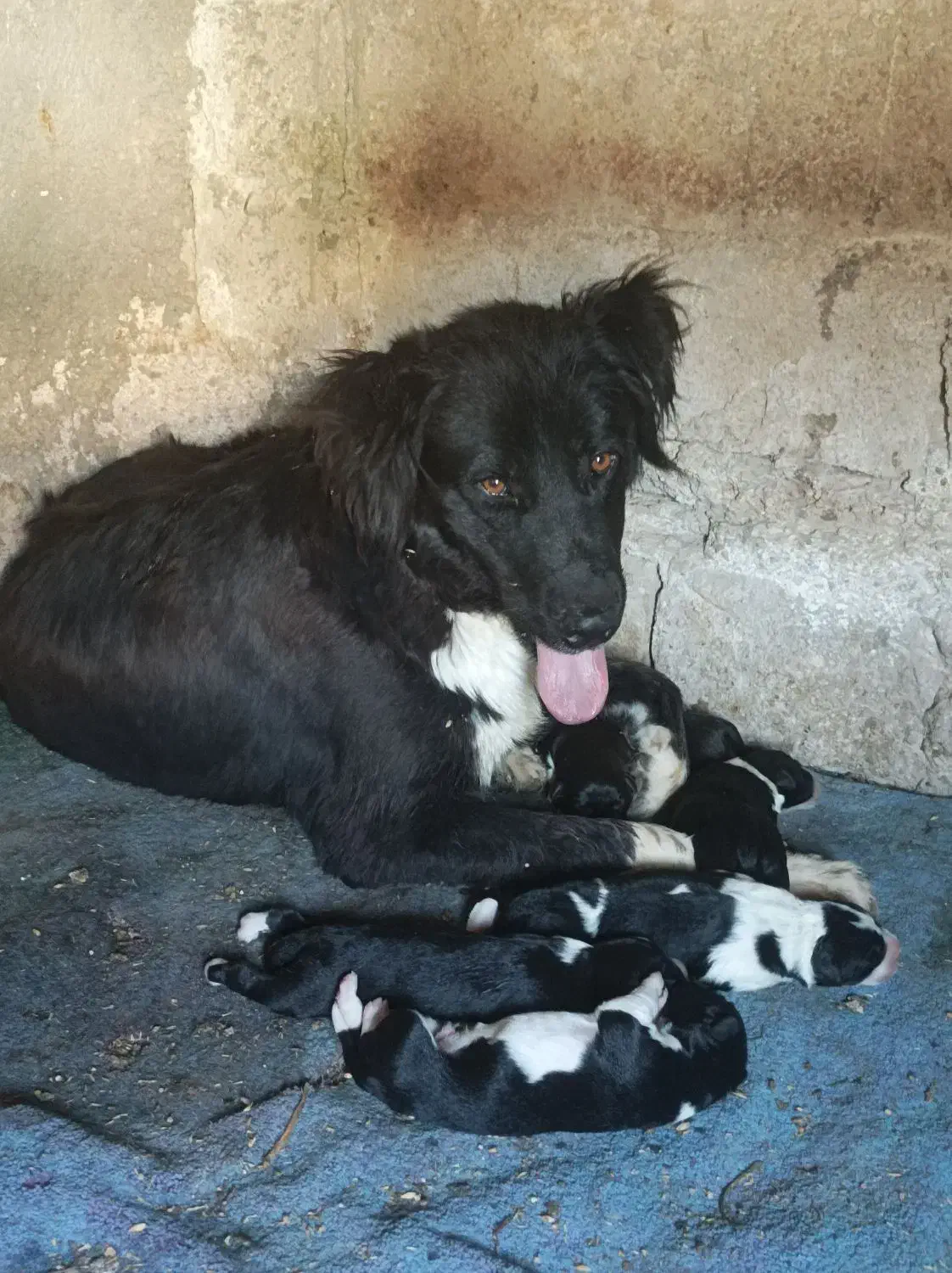 گمشده|سگ|ریگ, |دیوار