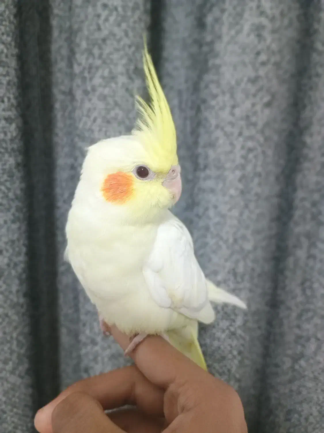 جوجه عروس هلندی سرلاکی و دونخور|پرنده|دوگنبدان, |دیوار