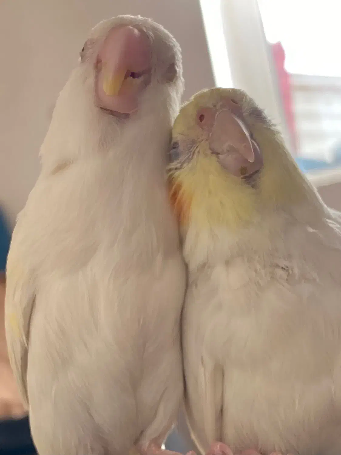 طوطی برزیلی دستی|پرنده|حلب, |دیوار