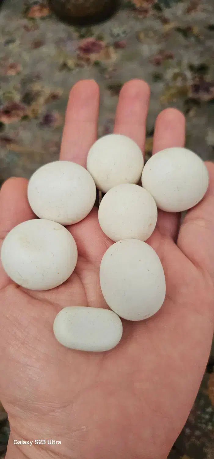 سنگ آسیاب|کلکسیون اشیاء عتیقه|مرودشت, بیست متری بیمارستان|دیوار