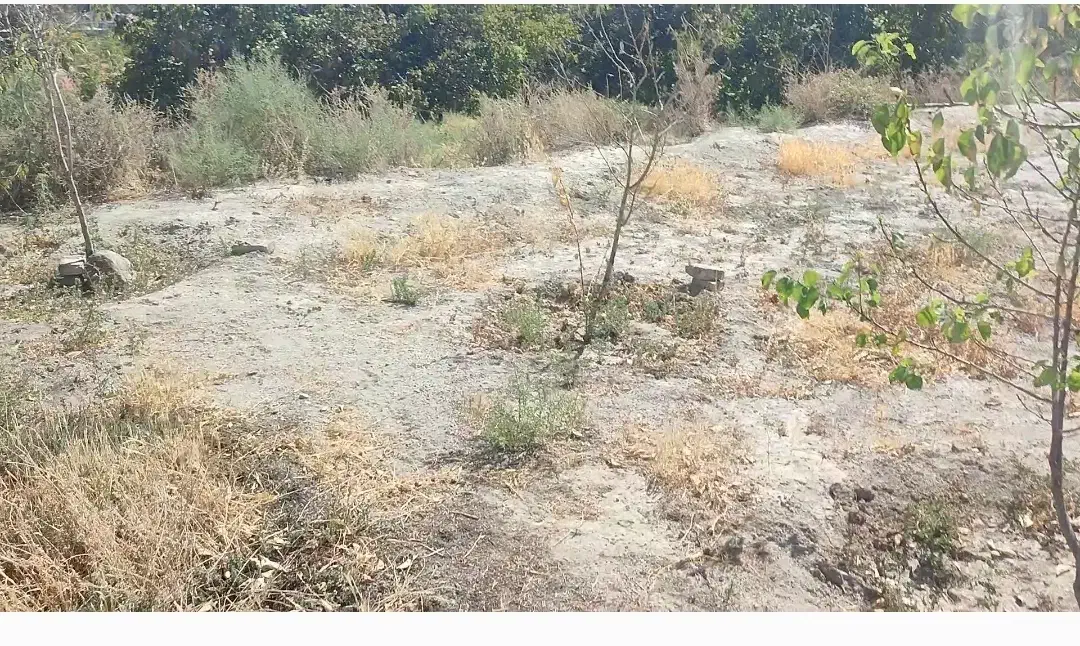 زمین باغ|فروش زمین و ملک کلنگی|اسکو, |دیوار