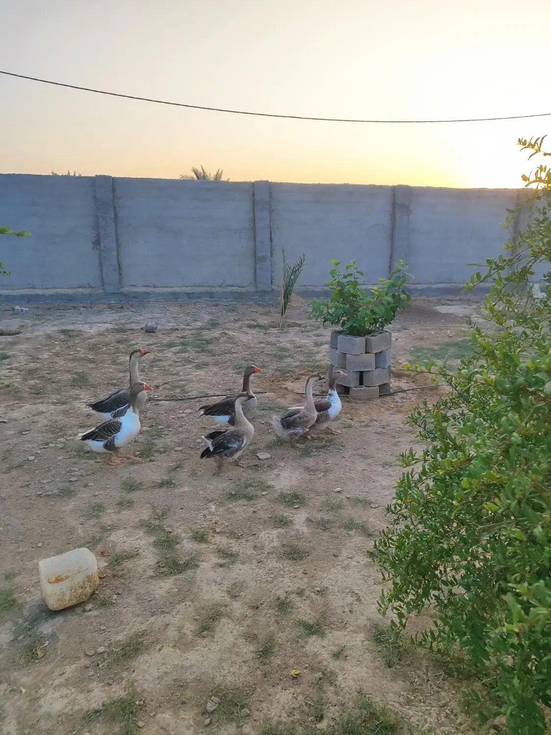 قاز|حیوانات مزرعه|بندر گناوه, |دیوار