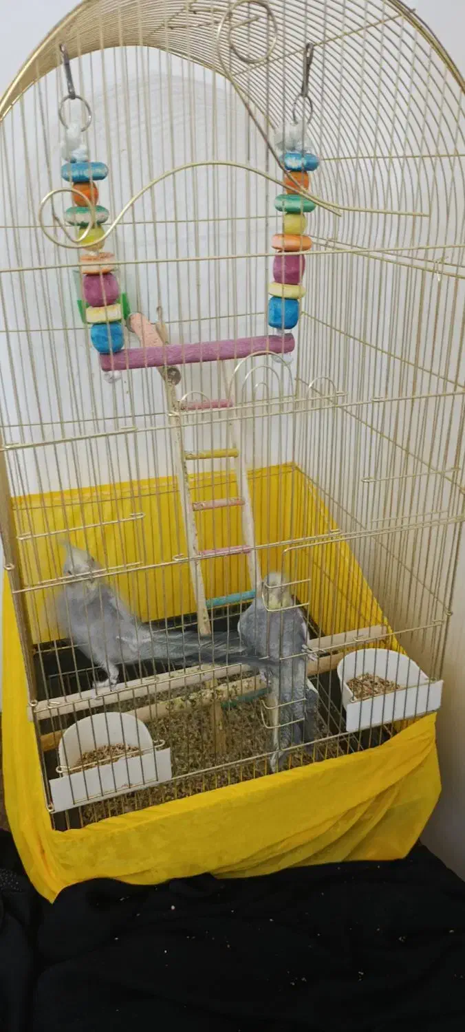 دو عدد عروس هلندی دستی|پرنده|پردیس, فاز ۹|دیوار